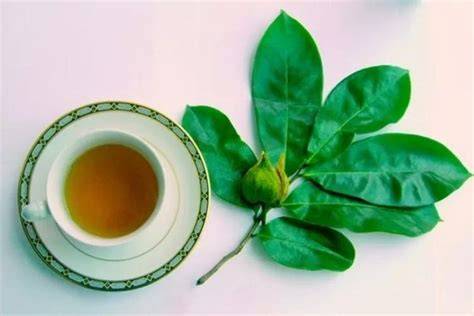 Teh Daun Sirsak