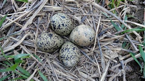 Telur Burung