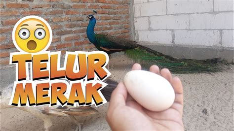 Telur Merak Indonesia