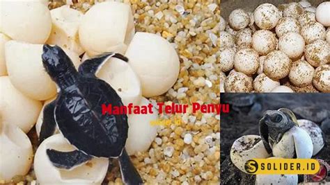 Telur penyu
