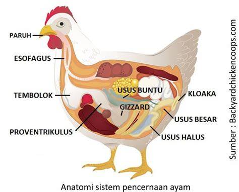 Tembolok Ayam