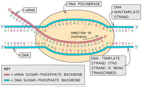 Template Strand To Mrna