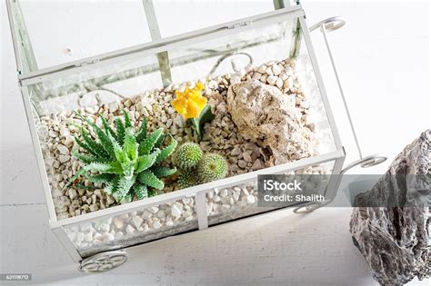 Terarium yang Indah