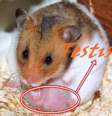 Testis hamster jantan