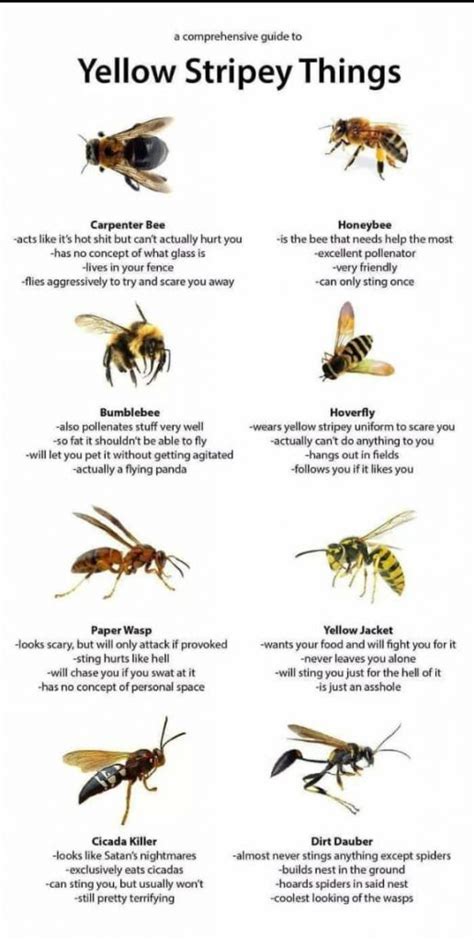 Texas Wasp And Bee Id Chart