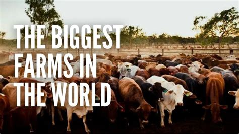 Biggest Cattle Farm