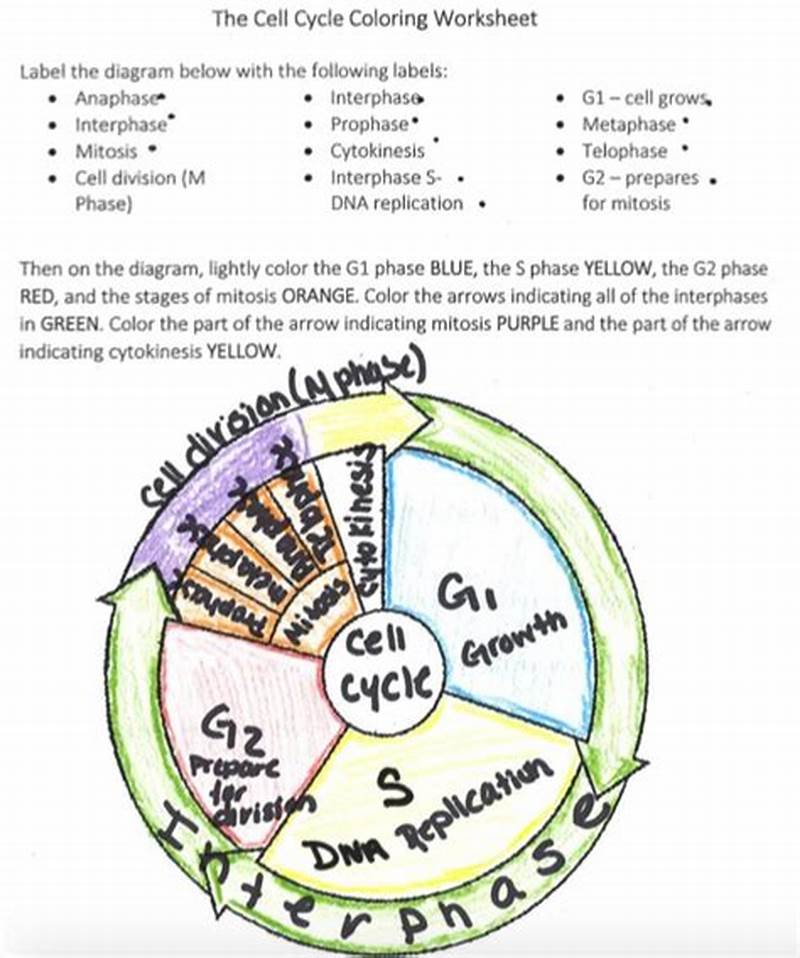 The Cell Cycle Coloring Worksheet Backside Answer Key