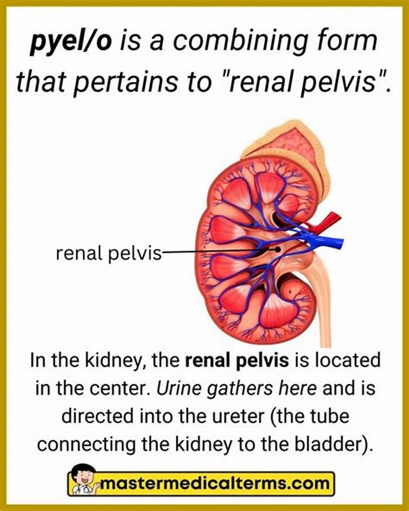 The Combining Form Pyelo Refers To