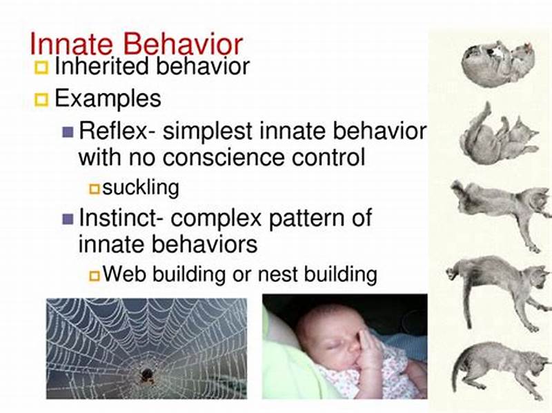 The Complex Pattern Of Innate Behavior