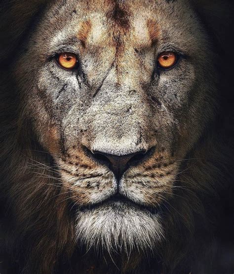 The Lion Meme Template