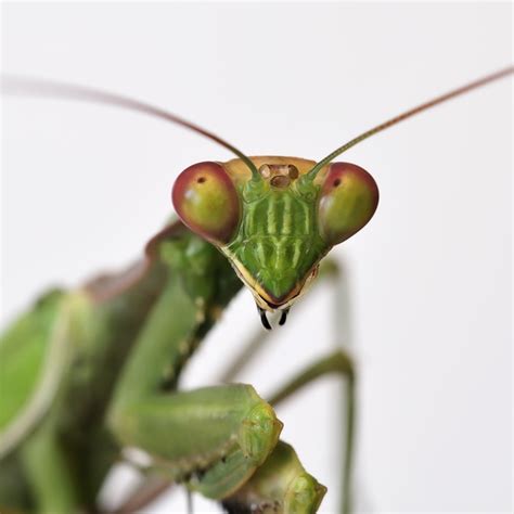 The Mantis