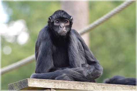 The Monkey