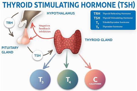 Thyroid Stimulating Hormone