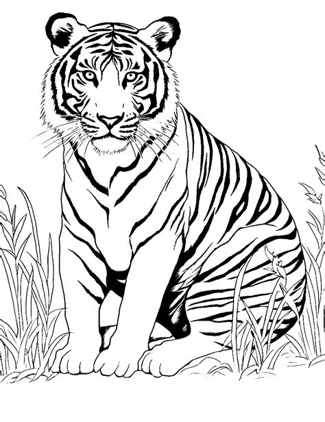 Tiger Coloring Page Printable