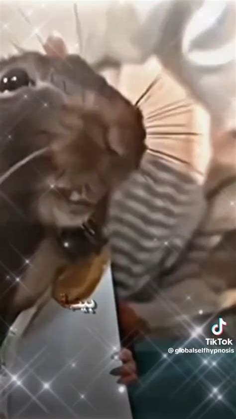 Tiktok Meme Template