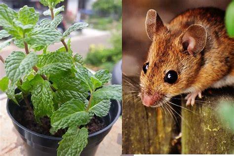 Tikus Lari Terbirit-birit