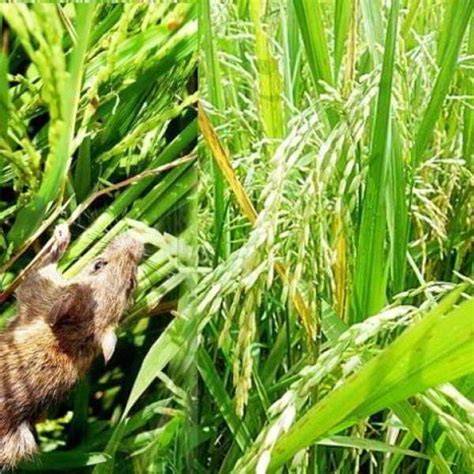 Tikus Sawah