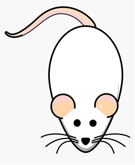 Tikus putih 2D