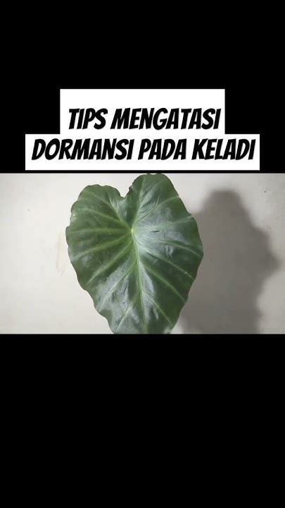 Tips Mengatasi Dormansi