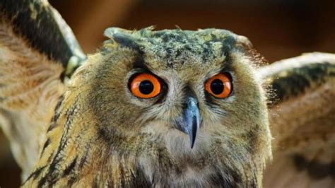 Tips Mengundang Burung Hantu