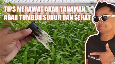 Tips Merawat Akar Tanaman