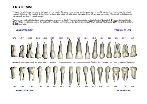 Tooth Chart For Dentist
