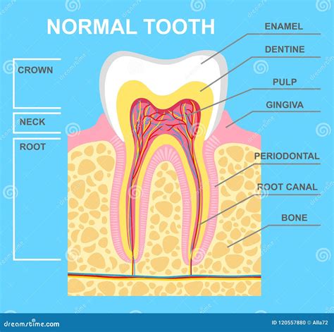 Tooth Chart Labeled