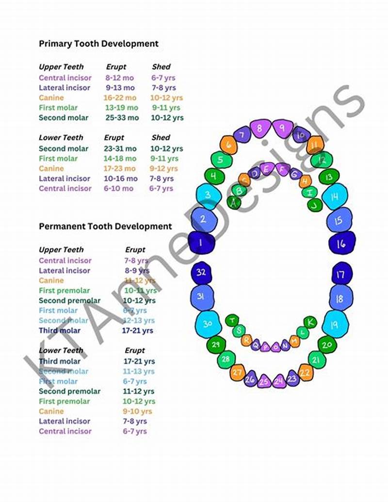 Tooth Development Chart