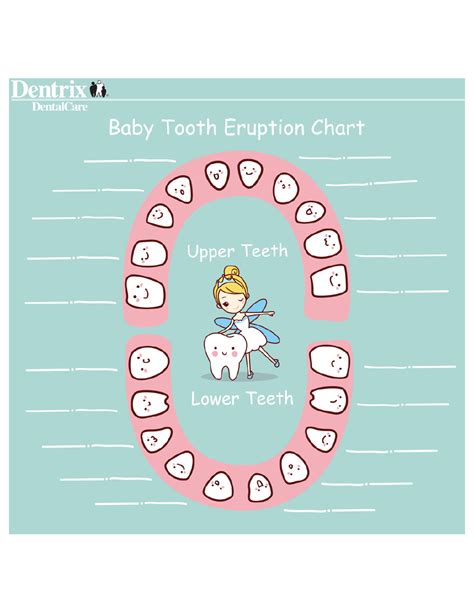 Tooth Eruption Chart Baby
