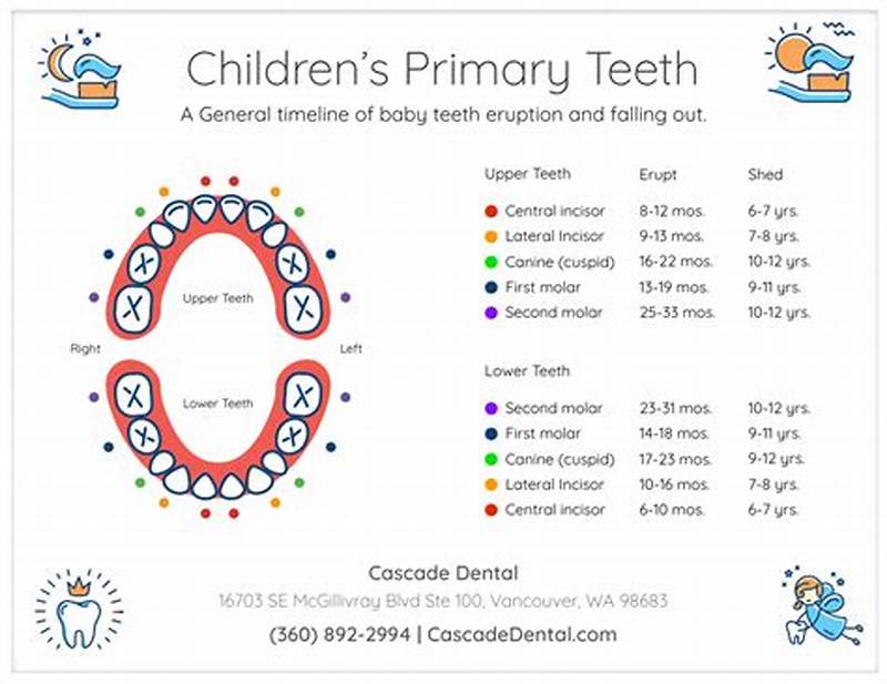 Tooth Falling Out Chart