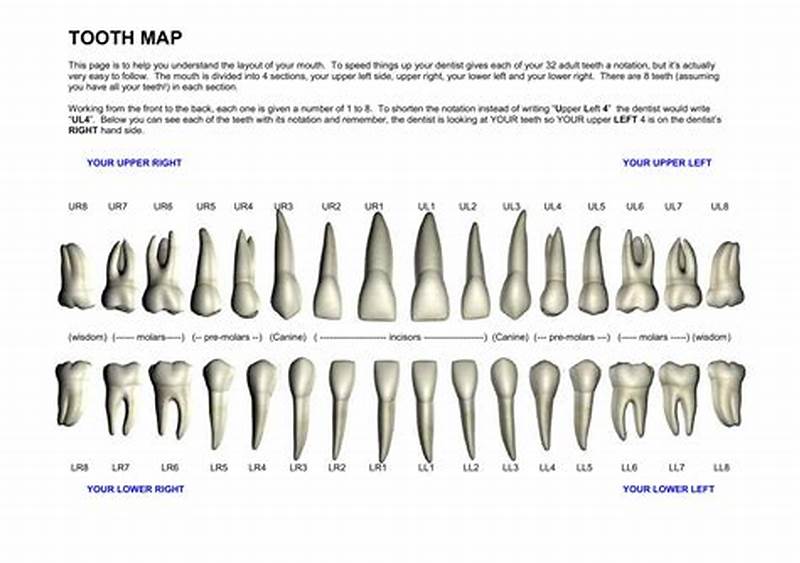 Tooth Identification Chart