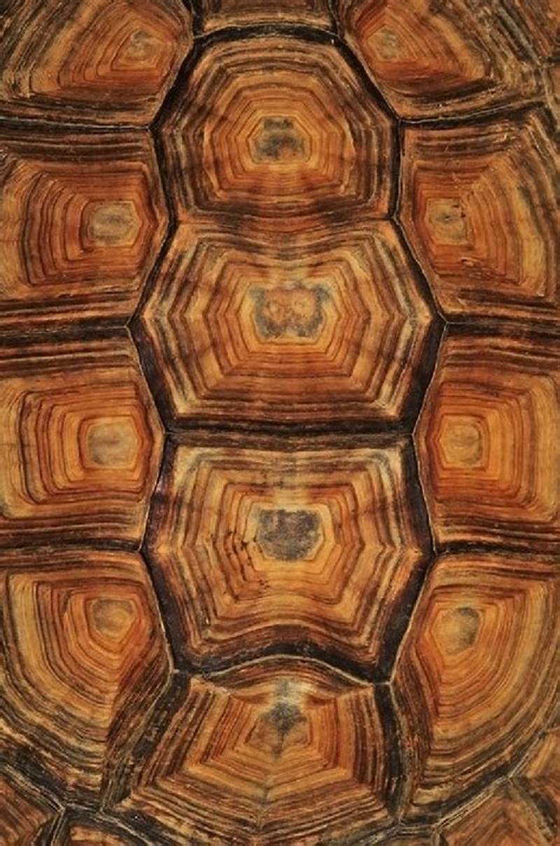 Tortoise Shell Pattern