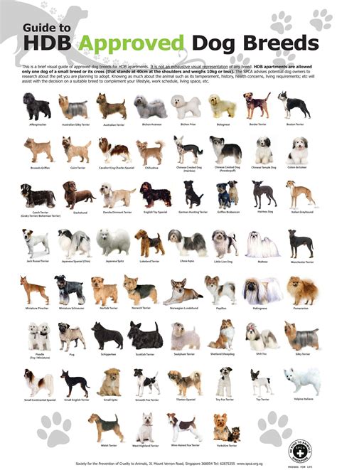 Toy Dog Breeds Chart