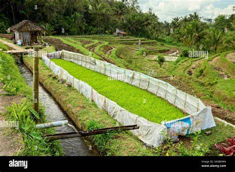 Traditional Balinese Subak irrigation