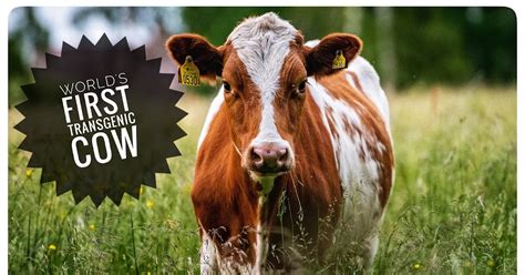 Transgenic Cow