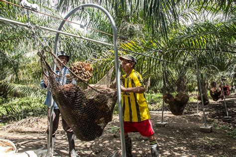 Transporting tbs oil palm