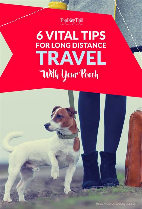 Travel a Long Distance with a Dog