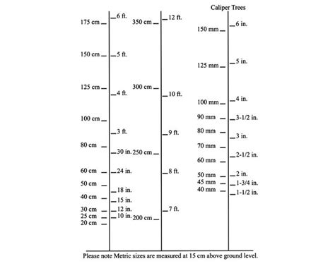 Tree Caliper Size Chart