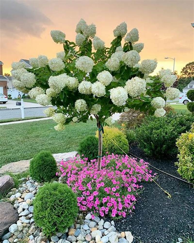 Tree Form Hydrangea