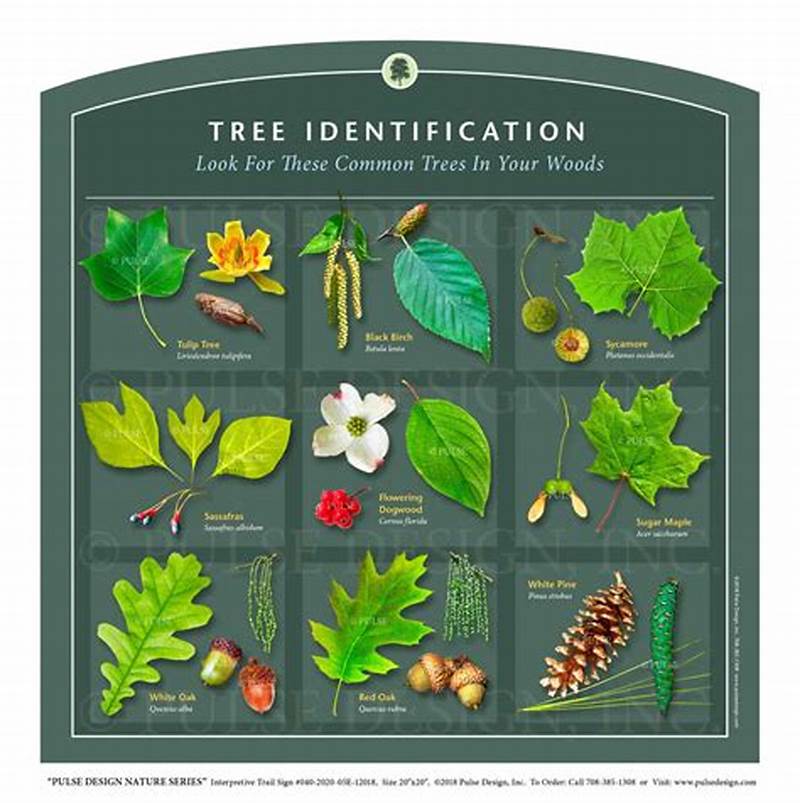 Tree Identification Chart