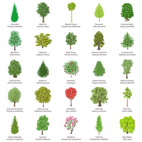 Tree Types