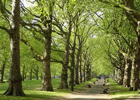 Trees in a park