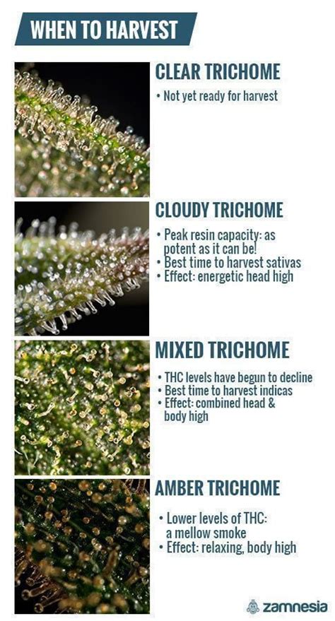 Trichomes Harvest Chart