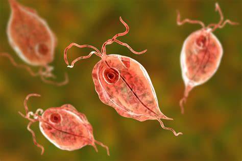 Trichomonas vaginalis