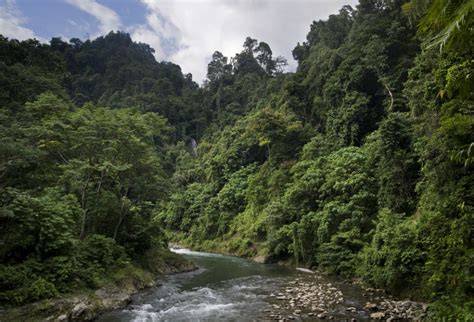 Tropical Rainforest
