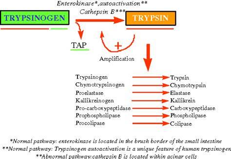 Trypsinogen to Trypsin