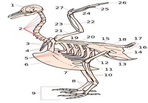 Tulang Burung