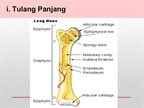 Tulang Panjang