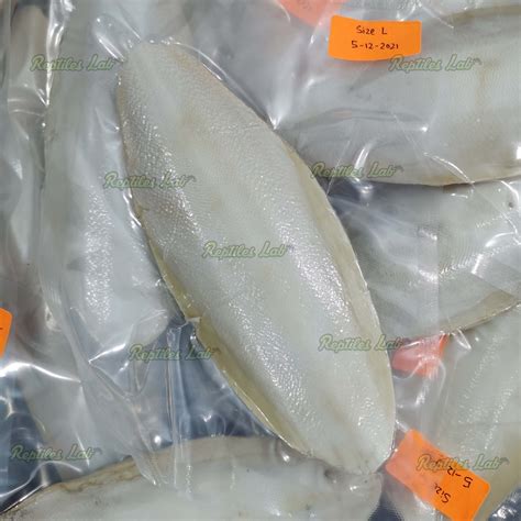 Tulang Sotong Cuttlebone