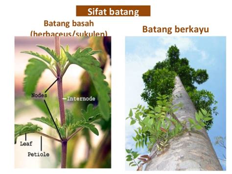 Tumbuhan Yang Tidak Memiliki Batang in Indonesia